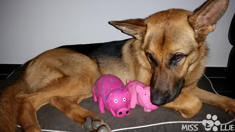 20/12/2015 07:17 Baby Miss Piggy