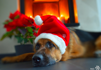 Dezember 2015