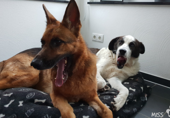 Dezember 2018