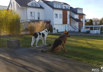Februar 2019