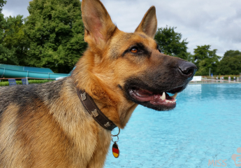 Freibad Königswinter 2015