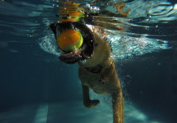 Hund im Freibad 2015