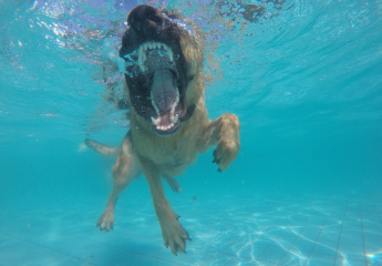 Hund im Freibad 2016