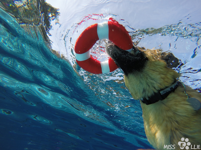 DCIM\101GOPRO\G0090317.