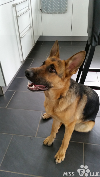 02/05/2015 15:03 | Leckerchen bitte!