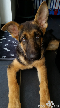 Miss Ellie
