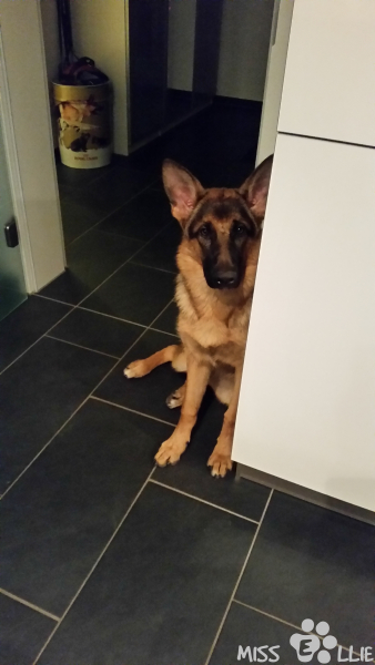 02/11/2014 19:28 Bitte, bitte ein Leckerchen
