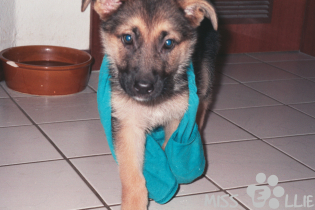 Sellie Juni 1998