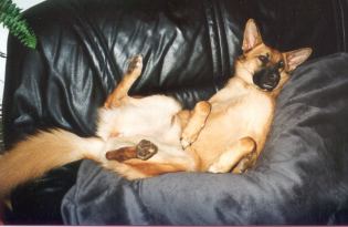 Sellie 2000
