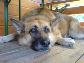 Sellie 2006