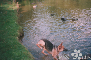 Sellie swims 1998