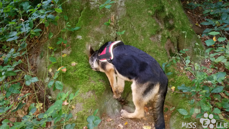 08/09/2014 19:26 Water hole