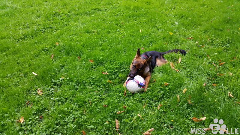 11/09/2014 10:54 I found a ball