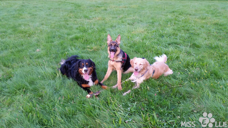 11/09/2014 19:30 Bine, Ellie & Joey