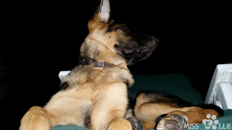 17/09/2014 20:40 Queen of the backyard
