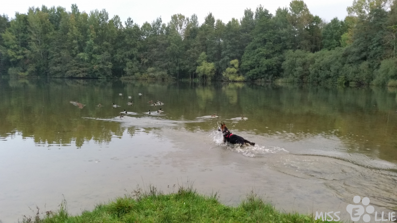 20/09/2014 19:15 Hunting the ducks
