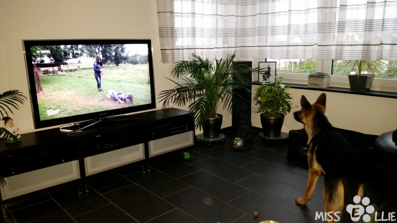 21/09/2014 08:00 Watching the dog whisperer