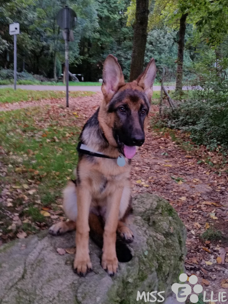 22/09/2014 18:44 Almost a Big Dog