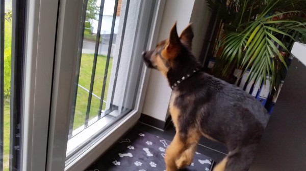 I can bark!