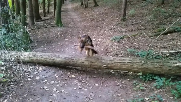 Hopp hopp