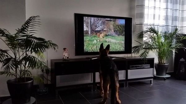 Dogsitter DVD