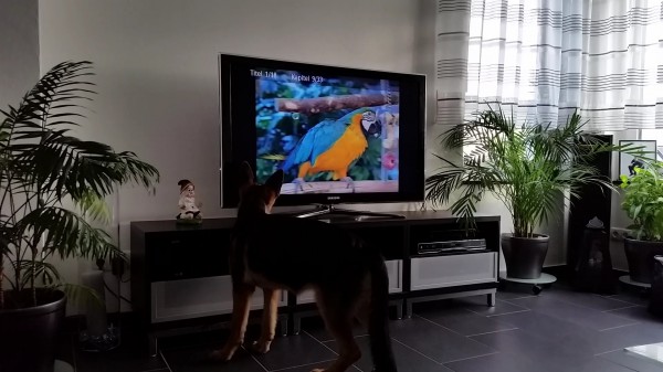 Dogsitter DVD