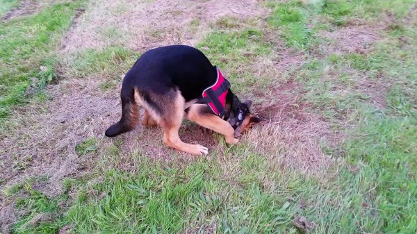 Diggin' dogs