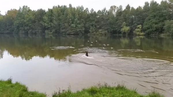 Hunting the ducks