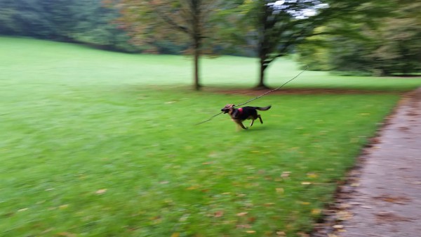 A big stick for a Big Dog