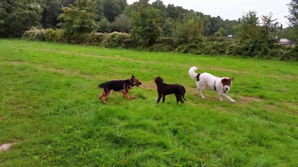Who let the dogs out?