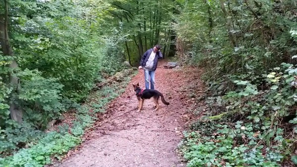 Jörg the deer