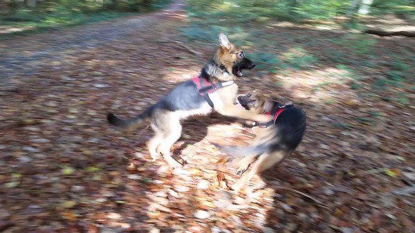 Attacke!