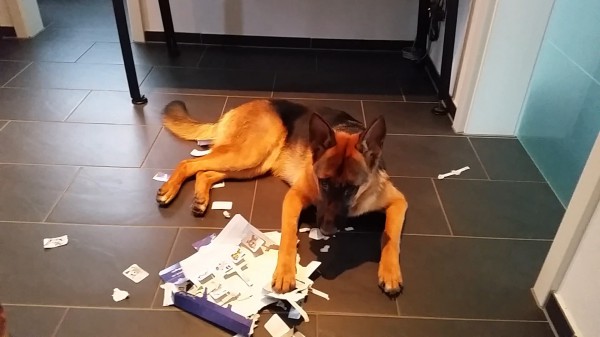 Und jetzt zerbeiß' ich's!