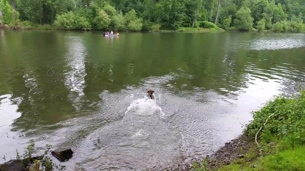Little swim