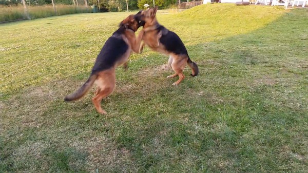 Evening fun