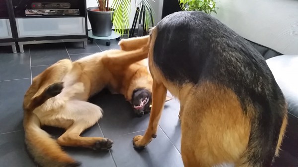 Spielchen am Morgen