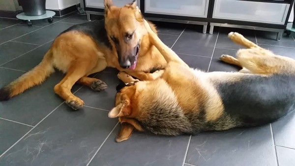 Spielchen am Morgen II