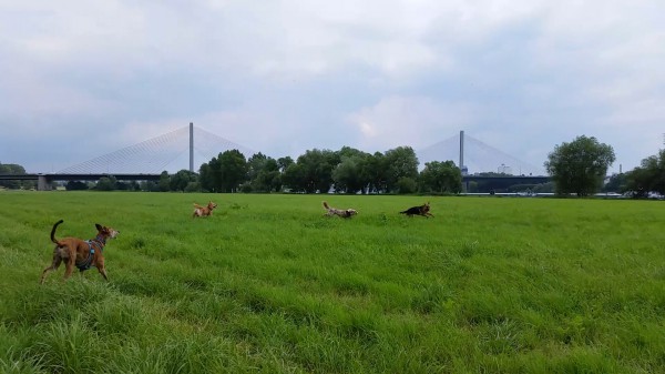 Chasing Ellie