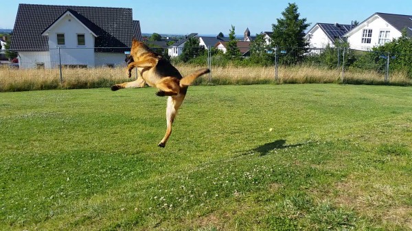 Springbock