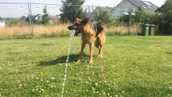 Water Fanatic