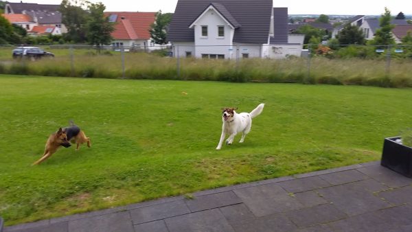 Rudi