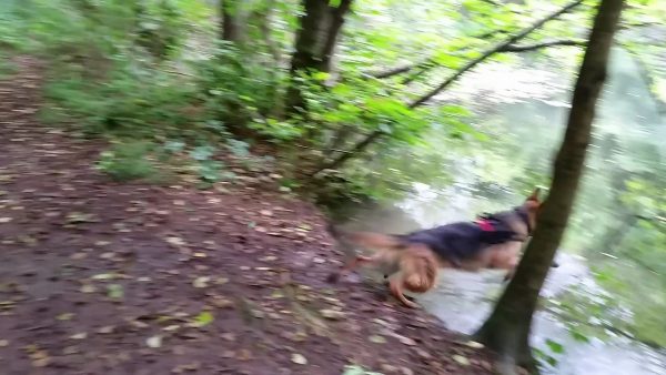 Dog Diving