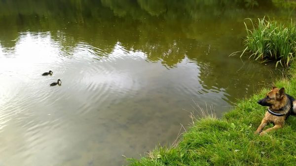 Ducks