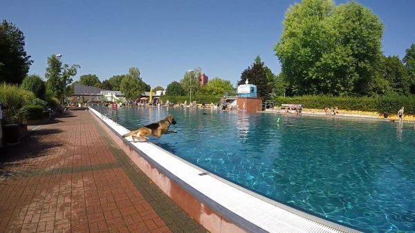 Hund im Freibad | Brühl