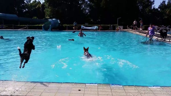 Hund im Freibad | Königswinter