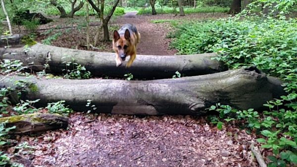 Flying Ellie
