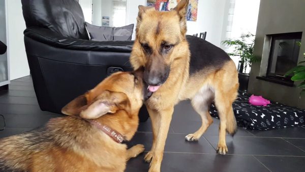 Siblings in love