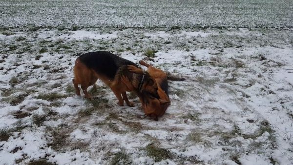 German Snow Angel