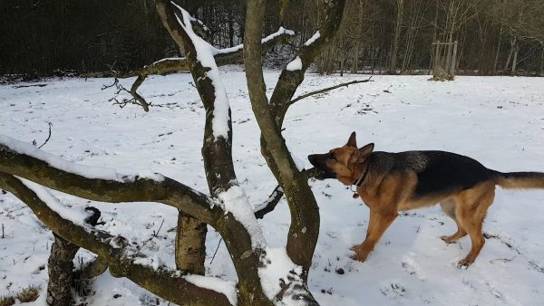 Snow
