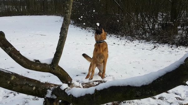 Schnee